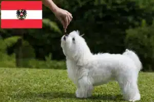 Read more about the article Hodowcy maltańczyków i szczenięta w Austria