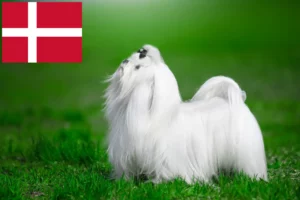 Read more about the article Hodowcy maltańczyków i szczenięta w Dania