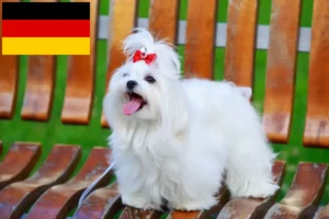 Read more about the article Hodowcy maltańczyków i szczenięta w Niemcy