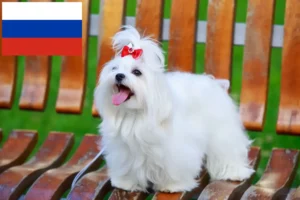 Read more about the article Hodowcy maltańczyków i szczenięta w Rosja