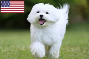 Read more about the article Hodowcy maltańczyków i szczenięta w USA