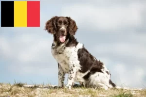 Read more about the article Mały Münsterländer hodowca i szczenięta w Belgia