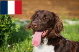 Read more about the article Mały Münsterländer hodowca i szczenięta w Francja
