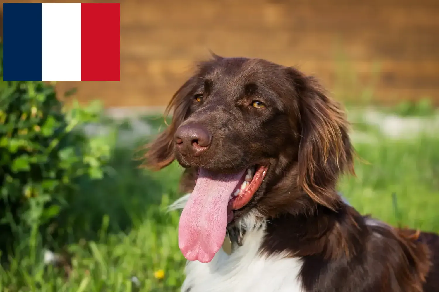 Mały Münsterländer szczenięta i hodowca Francja Tutaj znajdziesz hodowców rasy Kleine Münsterländer w Francja.