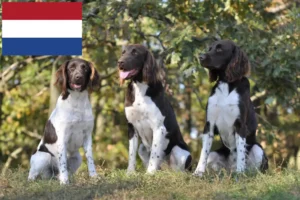 Read more about the article Mały Münsterländer hodowca i szczenięta w Holandia