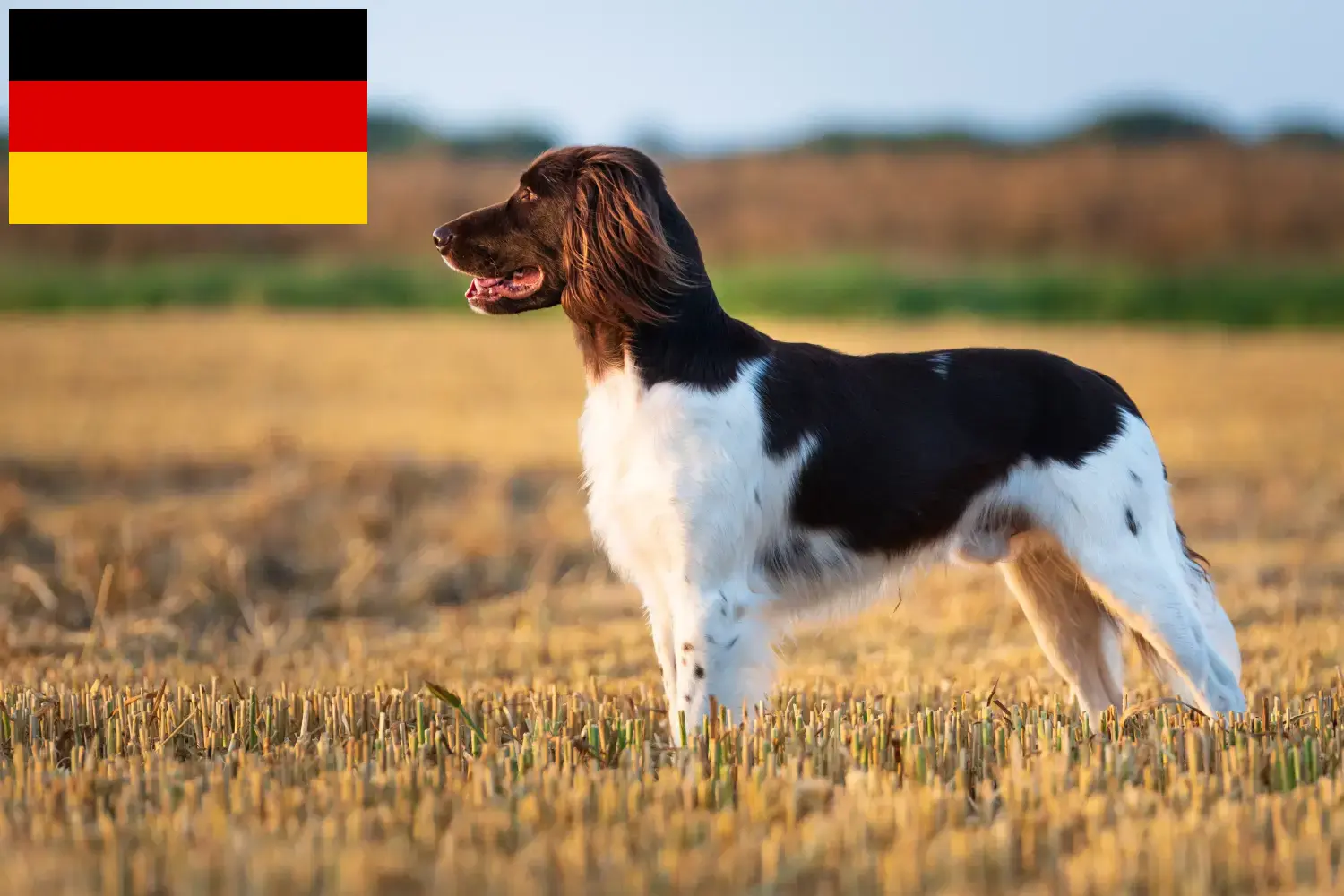 Kleiner Münsterländer szczenięta i hodowcy Niemcy Tutaj można znaleźć hodowców Kleine Münsterländer w Niemcy.