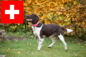 Read more about the article Mały Münsterländer hodowca i szczenięta w Szwajcaria