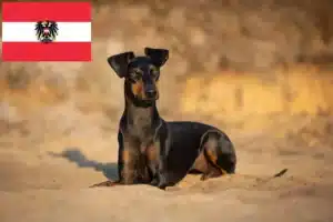 Read more about the article Hodowcy i szczenięta Manchester terrier w Austria