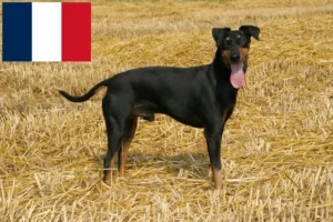 Read more about the article Manchester terrier hodowcy i szczenięta w Francja