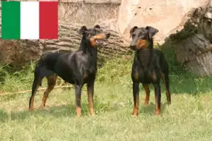 Read more about the article Manchester terrier hodowcy i szczenięta w Włochy