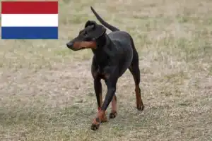 Read more about the article Hodowcy i szczenięta Manchester terrier w Holandia