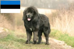 Read more about the article Hodowca psów tybetańskich i szczeniąt w Estonia