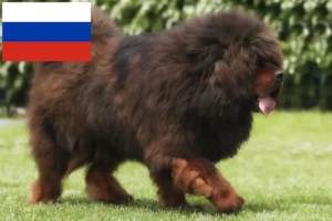 Read more about the article Hodowcy psów tybetańskich i szczenięta w Rosja