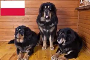 Read more about the article Hodowca psów tybetańskich i szczeniąt w Polska