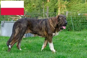 Read more about the article Mastín Español hodowcy i szczenięta w Polska