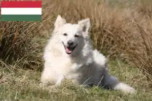 Read more about the article Hodowcy i szczenięta Mudi w Węgry