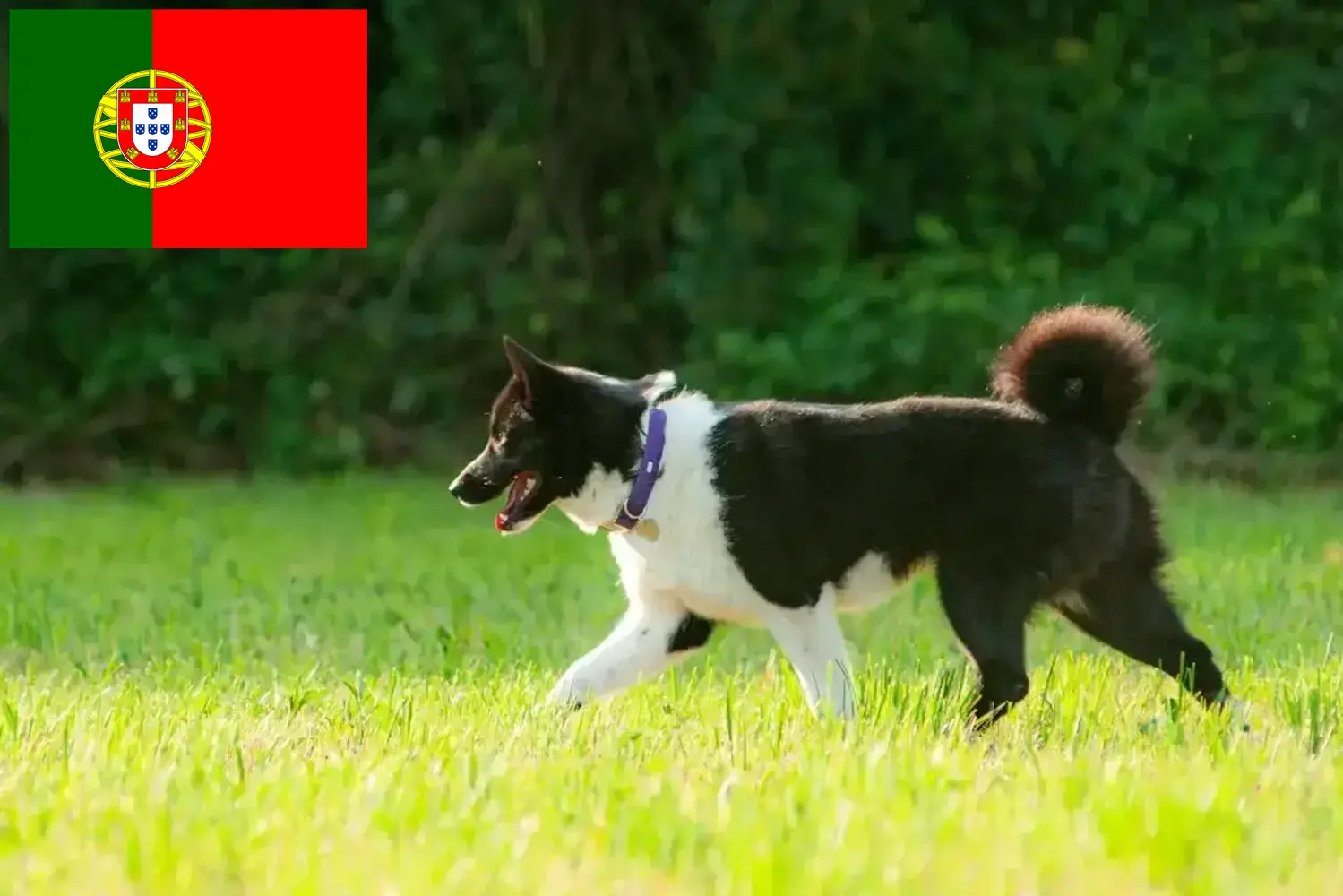 Niedźwiedź karelski szczenięta i hodowcy Portugalia Tutaj znajdziesz hodowców Karelian Bear Dog w Portugalia.