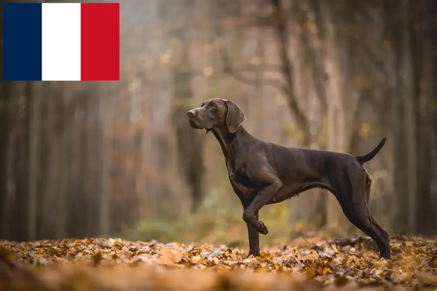 Szczenięta i hodowcy krótkowłosy niemiecki Francja Tutaj znajdziesz hodowców owczarków niemieckich krótkowłosych w Francja.