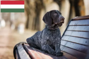 Read more about the article Hodowcy krótkowłosych niemieckich i szczenięta w Węgry
