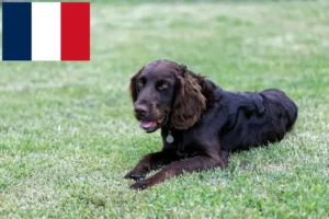 Read more about the article Hodowcy dogów niemieckich i szczenięta we Francji