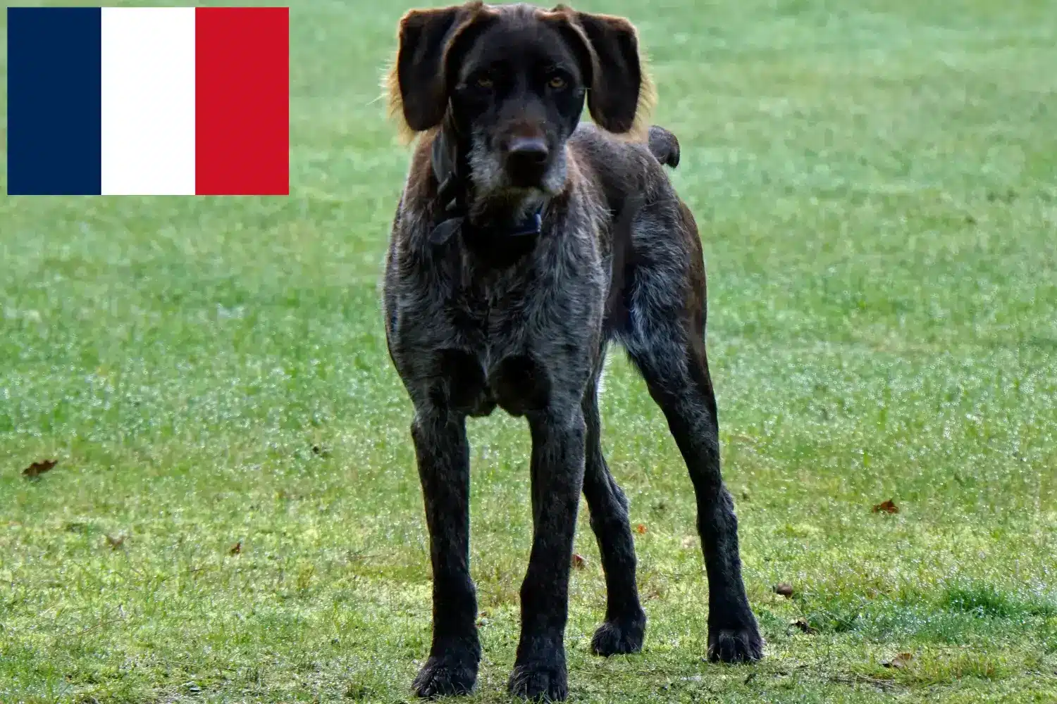 Niemiecki Stichelhaar szczenięta i hodowcy Francja Tutaj znajdziesz niemieckich hodowców Stichelhaar w Francja.