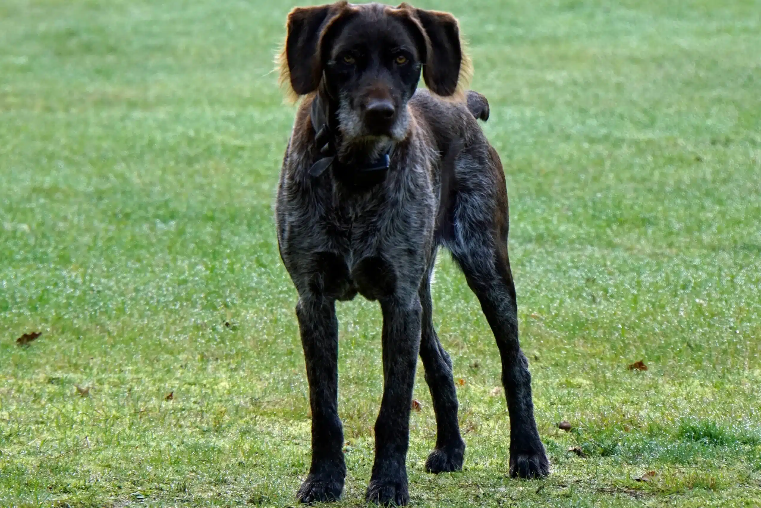 Read more about the article Niemiecki hodowca stichelhaar
