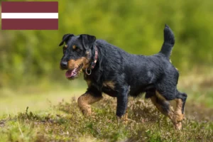 Read more about the article Hodowca niemieckich terierów myśliwskich i szczenięta na Łotwie