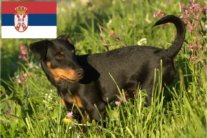 Read more about the article Hodowcy i szczenięta niemiecki terier myśliwski w Serbia