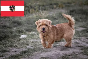 Read more about the article Hodowcy i szczenięta Norfolk terrier w Austria