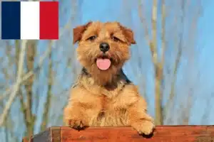 Read more about the article Hodowcy i szczenięta Norfolk terrier w Francja