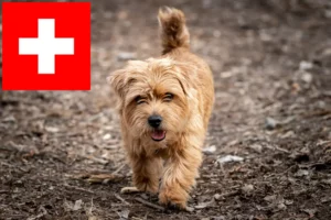 Read more about the article Hodowcy i szczenięta Norfolk terrier w Szwajcaria