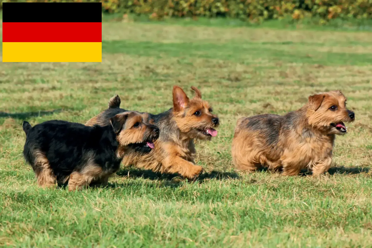 Norfolk terier szczenięta i hodowcy Niemcy Tutaj znajdziesz hodowców rasy Norfolk terier w Niemcy.