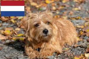 Read more about the article Hodowcy i szczenięta Norfolk terrier w Holandia