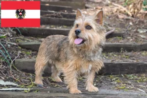 Read more about the article Hodowcy i szczenięta Norwich terrier w Austria