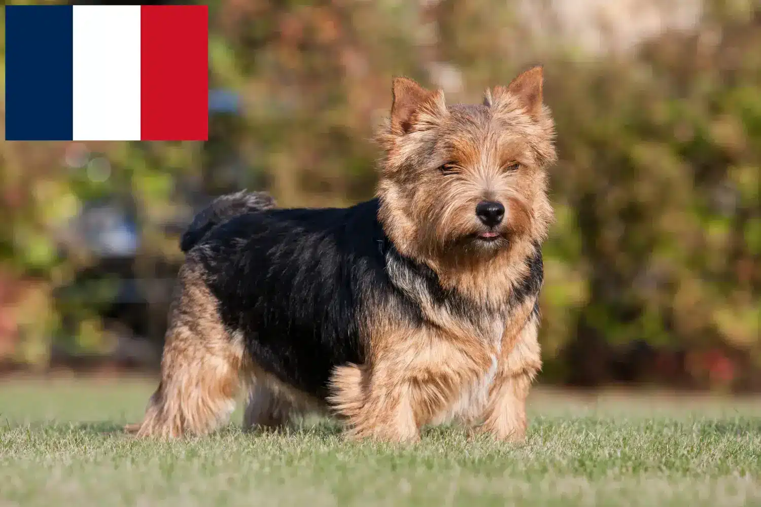 Norwich terrier szczenięta i hodowcy Francja Znajdź hodowców Norwich terrierów w Francja tutaj.
