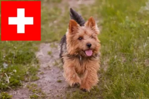 Read more about the article Hodowcy i szczenięta Norwich terrier w Szwajcaria