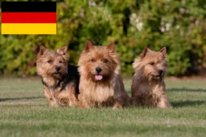 Read more about the article Hodowcy i szczenięta Norwich terrier w Niemcy