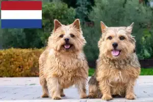 Read more about the article Hodowcy i szczenięta Norwich terrier w Holandia