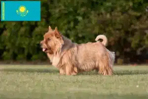 Read more about the article Hodowcy i szczenięta Norwich terrier w Kazachstan