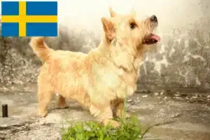 Read more about the article Hodowcy i szczenięta Norwich terrier w Szwecja