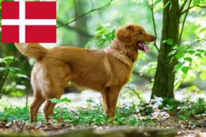 Read more about the article Nowa Szkocja hodowcy rasy Duck Tolling Retriever i szczenięta w Dania