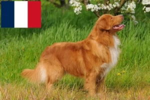 Read more about the article Nowa Szkocja hodowcy rasy Duck Tolling Retriever i szczenięta w Francja