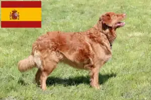 Read more about the article Nowa Szkocja hodowcy rasy Duck Tolling Retriever i szczenięta w Hiszpania