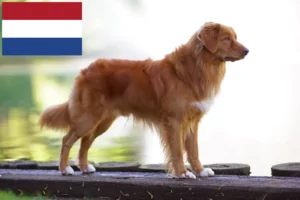 Read more about the article Hodowcy i szczenięta Duck Tolling Retriever z Nowej Szkocji w Holandia
