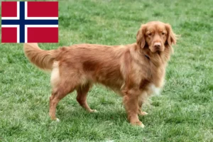 Read more about the article Nowa Szkocja hodowcy rasy Duck Tolling Retriever i szczenięta w Norwegia