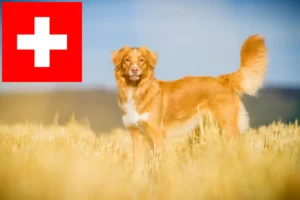 Read more about the article Nowa Szkocja Hodowcy i szczenięta Duck Tolling Retriever w Szwajcaria