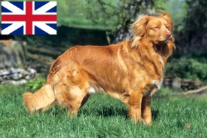 Read more about the article Nova Scotia Duck Tolling Retriever Hodowcy i szczenięta w Wielkiej Brytanii