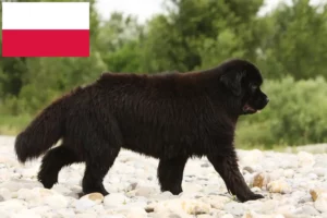 Read more about the article Hodowcy nowofundlandów i szczenięta w Polska