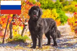 Read more about the article Hodowcy nowofundlandów i szczenięta w Rosja