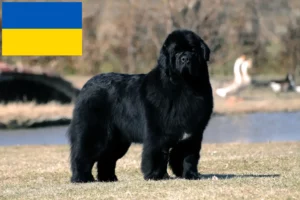 Read more about the article Hodowcy nowofundlandów i szczenięta w Ukraina